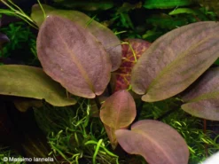 Meebolds Lagenandra / Lagenandra Meeboldii "Red" TOP-Rarität