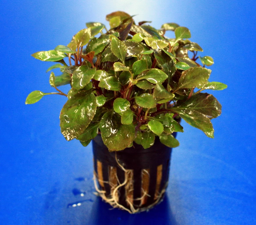 Zwerg-Kardinalslobelie / Lobelia Cardinalis Mini NEU! 4 Zwerg-Kardinalslobelie / Lobelia Cardinalis Mini NEU! – Bild 2