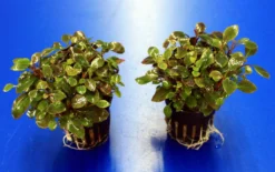 Zwerg-Kardinalslobelie / Lobelia Cardinalis Mini NEU! 7 Zwerg-Kardinalslobelie / Lobelia Cardinalis Mini NEU! -Hobby || DENNERLE || Flamingo Verkäufe T104DE 1 3