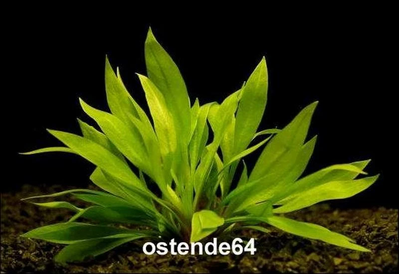 Breitblättrige Zwergamazonas / Echinodorus Quadricostatus - Magdalenensis Im Topf 3 Breitblättrige Zwergamazonas / Echinodorus Quadricostatus - Magdalenensis Im Topf