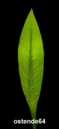 In-Vitro Breitblättrige Zwergamazonas / Echinodorus Quadricostatus - Magdalenensis 7 In-Vitro Breitblättrige Zwergamazonas / Echinodorus Quadricostatus - Magdalenensis -Hobby || DENNERLE || Flamingo Verkäufe T10502ST 1 3