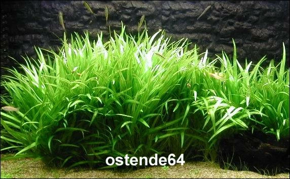 Grasartige Zwergschwertpflanze / Echinodorus Latifolius 3 Grasartige Zwergschwertpflanze / Echinodorus Latifolius