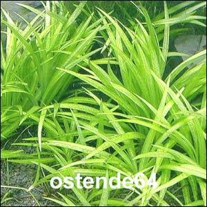 Grasartige Zwergschwertpflanze / Echinodorus Latifolius 4 Grasartige Zwergschwertpflanze / Echinodorus Latifolius – Bild 2