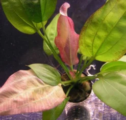 Echinodorus Oriental - Seltener Neuling -Hobby || DENNERLE || Flamingo Verkäufe T10567ST 1 3