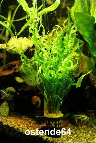 Korkenzieher Schwertpflanze / Echinodorus Vesuvius *Rarität* 3 Korkenzieher Schwertpflanze / Echinodorus Vesuvius *Rarität*