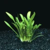 In-Vitro Zwerg-Wasserkelch / Cryptocoryne Parva 1 In-Vitro Zwerg-Wasserkelch / Cryptocoryne Parva -Hobby || DENNERLE || Flamingo Verkäufe T106T 1 1 2