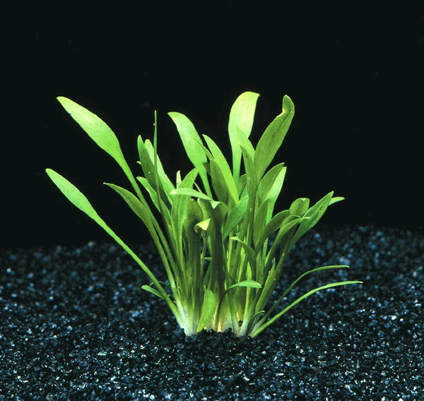 In-Vitro Zwerg-Wasserkelch / Cryptocoryne Parva 3 In-Vitro Zwerg-Wasserkelch / Cryptocoryne Parva