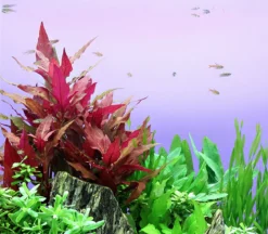 Breitblättriges, Rotes Papageienblatt / Alternanthera Reineckii ROT