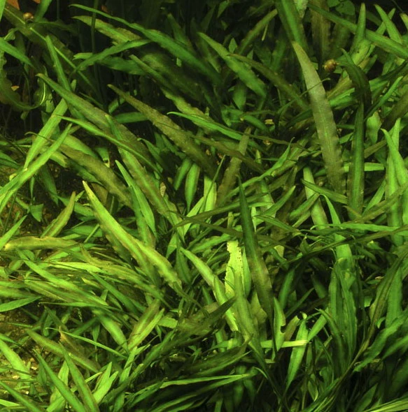 Willi's Wasserkelch / Cryptocoryne X Willisii "nevillii" 3 Willi's Wasserkelch / Cryptocoryne X Willisii "nevillii"