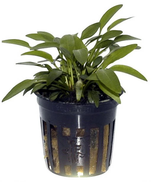 Willi's Wasserkelch / Cryptocoryne X Willisii "nevillii" 4 Willi's Wasserkelch / Cryptocoryne X Willisii "nevillii" – Bild 2