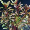 Rote Stern-Ludwigie / Ludwigia Glandulosa Peruensis Im Topf