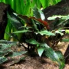 Petchs Wasserkelch / Cryptocoryne Beckettii ''petchii'' 1 Petchs Wasserkelch / Cryptocoryne Beckettii ''petchii'' -Hobby || DENNERLE || Flamingo Verkäufe T108A T 1 2