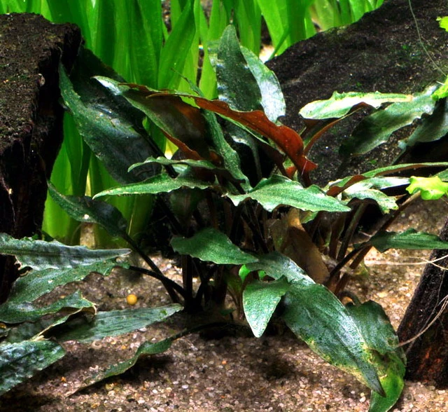 Petchs Wasserkelch / Cryptocoryne Beckettii ''petchii'' 3 Petchs Wasserkelch / Cryptocoryne Beckettii ''petchii''