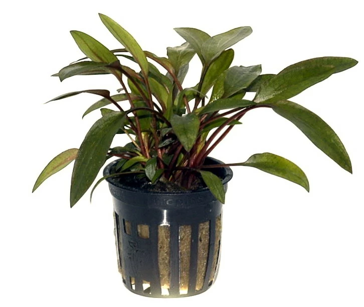 Petchs Wasserkelch / Cryptocoryne Beckettii ''petchii'' 4 Petchs Wasserkelch / Cryptocoryne Beckettii ''petchii'' – Bild 2