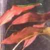Herzblättriger Wasserkelch / Cryptocoryne Cordata Blassii *RARITÄT* 1 Herzblättriger Wasserkelch / Cryptocoryne Cordata Blassii *RARITÄT* -Hobby || DENNERLE || Flamingo Verkäufe T108WA 1 1