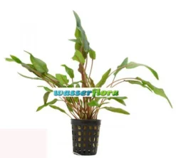 Herzblättriger Wasserkelch / Cryptocoryne Cordata Blassii *RARITÄT* -Hobby || DENNERLE || Flamingo Verkäufe T108WA 1 4