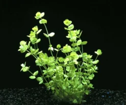 Rundblättriges Perlenkraut / Micranthemum Umbrosum