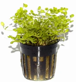 Rundblättriges Perlenkraut / Micranthemum Umbrosum 7 Rundblättriges Perlenkraut / Micranthemum Umbrosum -Hobby || DENNERLE || Flamingo Verkäufe T10905ST 1 4