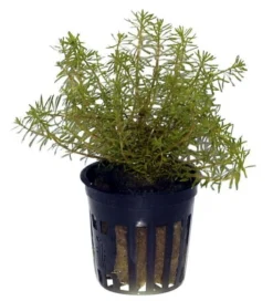 Rotes Mooskraut / Rotala Wallichii Im Topf 7 Rotes Mooskraut / Rotala Wallichii Im Topf -Hobby || DENNERLE || Flamingo Verkäufe T10912ST 1 3