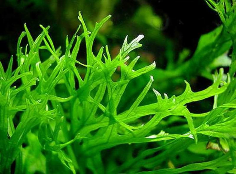 XL In-Vitro Javafarn WINDELOV / Microsorum Pteropus Windelov 4 XL In-Vitro Javafarn WINDELOV / Microsorum Pteropus Windelov – Bild 2