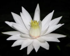 Roter Tigerlotus / Nymphaea Lotus Rubra Im Topf 6 Roter Tigerlotus / Nymphaea Lotus Rubra Im Topf -Hobby || DENNERLE || Flamingo Verkäufe T11042ST 1 2