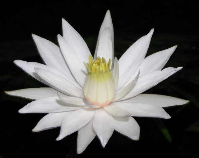 Roter Tigerlotus / Nymphaea Lotus Rubra Im Topf 4 Roter Tigerlotus / Nymphaea Lotus Rubra Im Topf – Bild 2