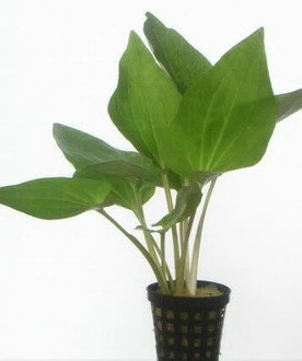 Amerikanischer Eidechsenschwanz / Saururus Cernuus Im Topf 3 Amerikanischer Eidechsenschwanz / Saururus Cernuus Im Topf