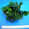 MUTTERPFLANZE Zwergspeerblatt / Anubias Barteri Var. Nana 1 MUTTERPFLANZE Zwergspeerblatt / Anubias Barteri Var. Nana -Hobby || DENNERLE || Flamingo Verkäufe T11800ST 1 1