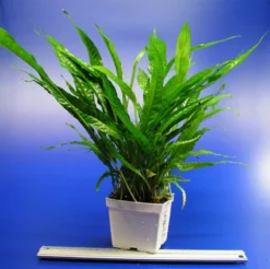 MUTTERPFLANZE Javafarn / Microsorum Pteropus