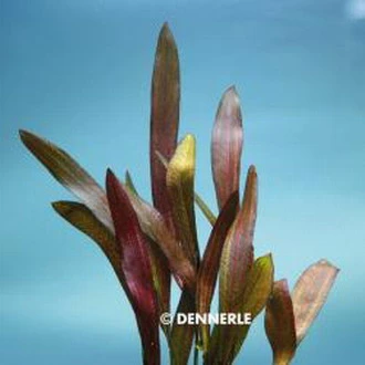 Dennerle Echinodorus Scarlet Snake - Prächtig Rot 3 Dennerle Echinodorus Scarlet Snake - Prächtig Rot