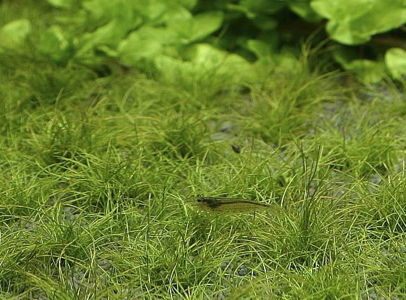 Zwerg-Nadelsimse / Eleocharis Parvulus - Pusilla Im Topf 3 Zwerg-Nadelsimse / Eleocharis Parvulus - Pusilla Im Topf