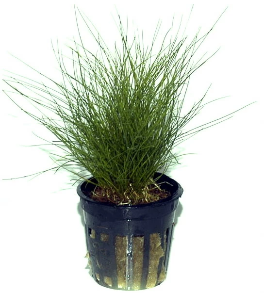 Zwerg-Nadelsimse / Eleocharis Parvulus - Pusilla Im Topf 4 Zwerg-Nadelsimse / Eleocharis Parvulus - Pusilla Im Topf – Bild 2