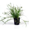 Kriechende Binse / Juncus Repens Im Topf 2 Kriechende Binse / Juncus Repens Im Topf -Hobby || DENNERLE || Flamingo Verkäufe T133T 1 1