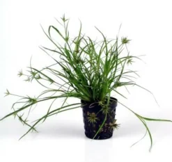 Kriechende Binse / Juncus Repens Im Topf