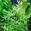 Tropica Asiatische Tagblume / Murdannia Keisak -Hobby || DENNERLE || Flamingo Verkäufe T135T 1 1