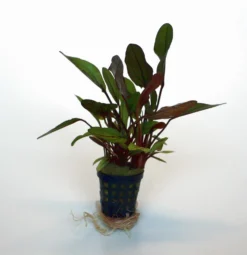 Altlandsberg Schwertpflanze / Echinodorus 'Altlandsberg'