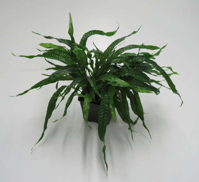 MUTTERPFLANZE Mini Javafarn / Microsorum Pteropus 'Short Narrow Leaf' - Rarität 3 MUTTERPFLANZE Mini Javafarn / Microsorum Pteropus 'Short Narrow Leaf' - Rarität