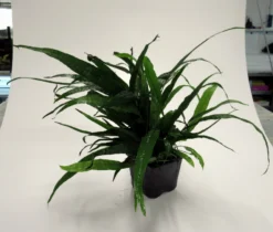 MUTTERPFLANZE Schmalblättriges Javafarn / Microsorum Pteropus Narrow