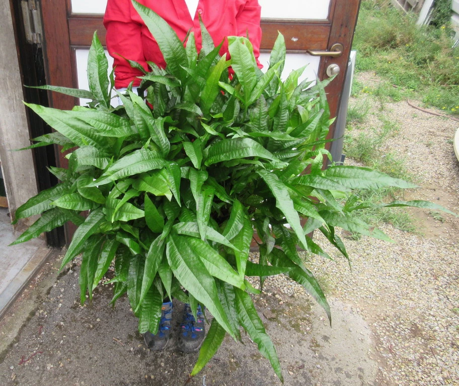 GIGANT MUTTERPFLANZE Javafarn / Microsorum Pteropus 3 GIGANT MUTTERPFLANZE Javafarn / Microsorum Pteropus