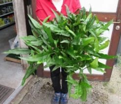 Super Große, Buschige MUTTERPFLANZE Javafarn / Microsorum Pteropus