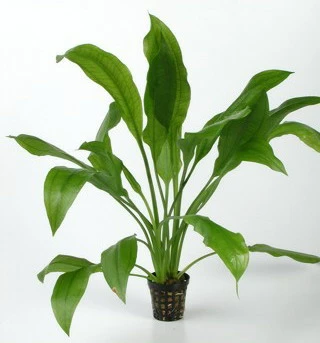 Schmalblättrige Amazonas-Schwertpflanze / Echinodorus Amazonicus 3 Schmalblättrige Amazonas-Schwertpflanze / Echinodorus Amazonicus