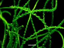 Dauerwellen-Hakenlilie / Crinum Calamistratum