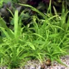 Breites Pfeilkraut / Sagittaria Platyphyla Im Topf -Hobby || DENNERLE || Flamingo Verkäufe T190BL 1 2