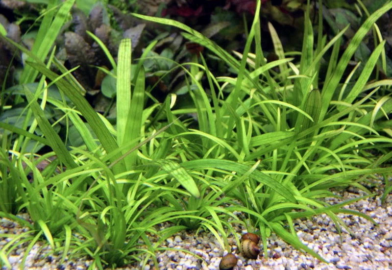 Breites Pfeilkraut / Sagittaria Platyphyla Im Topf 3 Breites Pfeilkraut / Sagittaria Platyphyla Im Topf