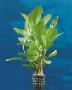 Dennerle Echinodorus Kleiner Bär - Dschungelstar Nr. 2