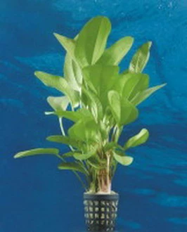 Dennerle Echinodorus Kleiner Bär - Dschungelstar Nr. 2 3 Dennerle Echinodorus Kleiner Bär - Dschungelstar Nr. 2