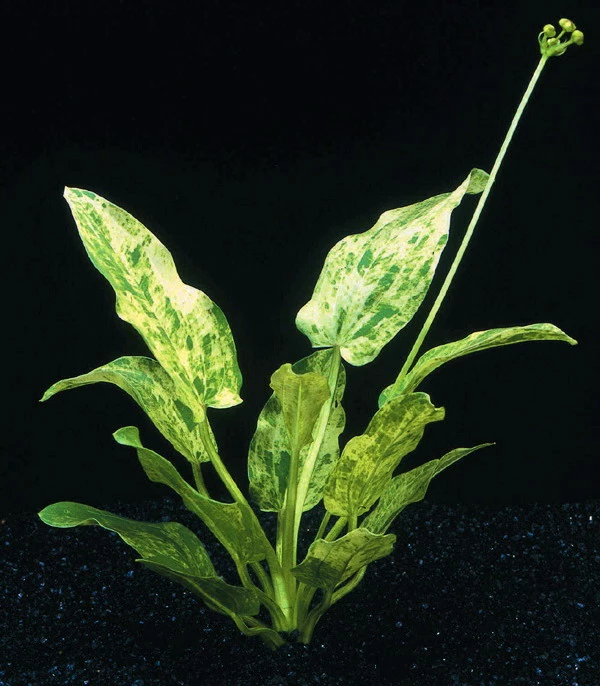 Echinodorus Cordifolius 'Tropica Marble Queen' 2 Echinodorus Cordifolius 'Tropica Marble Queen'