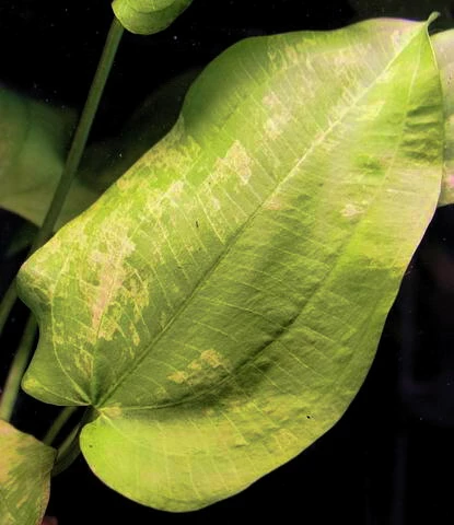 Echinodorus Cordifolius 'Tropica Marble Queen' 3 Echinodorus Cordifolius 'Tropica Marble Queen' – Bild 2