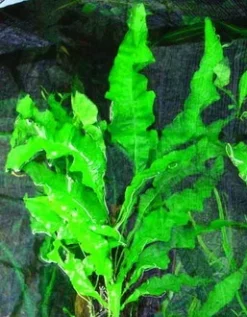 Gewellter Javafarn / Microsorum Pteropus 'undulata' - Rarität