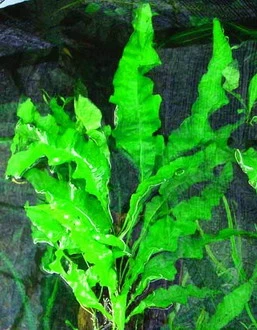 Gewellter Javafarn / Microsorum Pteropus 'undulata' - Rarität 3 Gewellter Javafarn / Microsorum Pteropus 'undulata' - Rarität